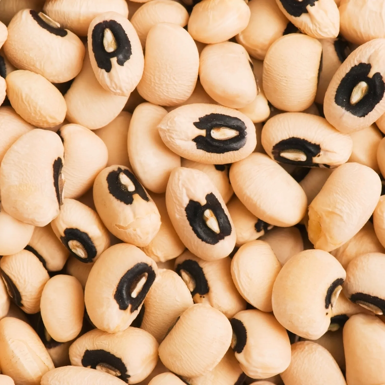 Cowpea