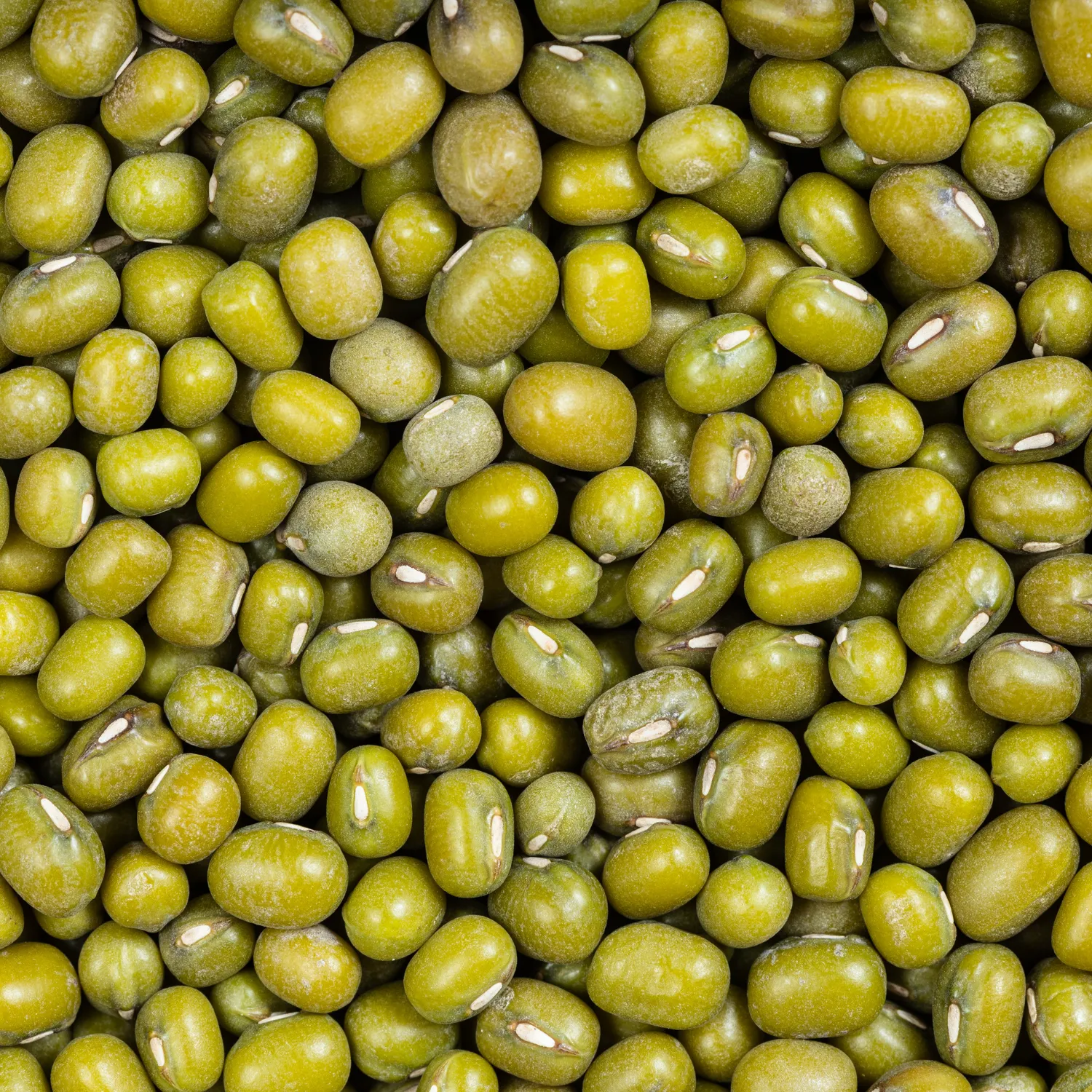 Mung Bean